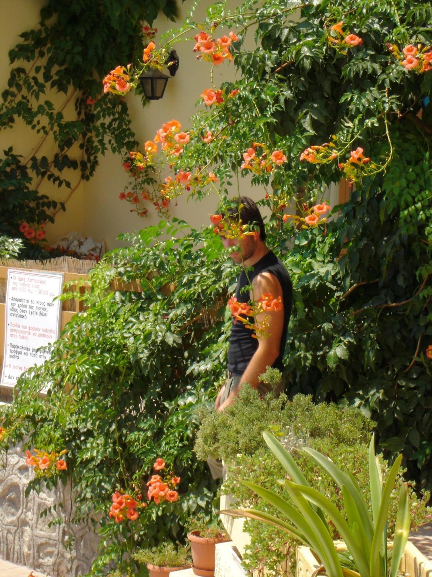 Hotel Afea Agia Marina  Esterno foto